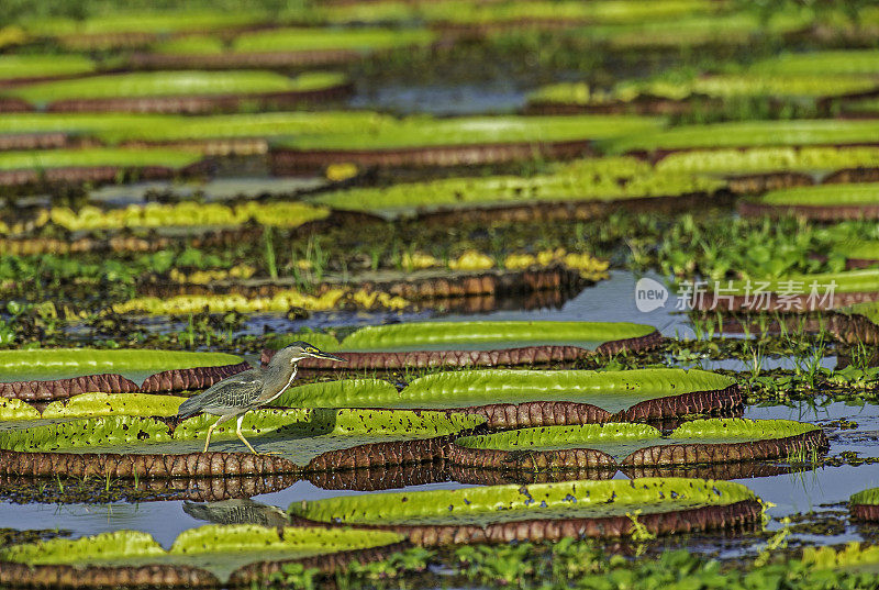 条纹苍鹭(Butorides striata)也被称为红树苍鹭、小苍鹭或绿背苍鹭，在巴西的潘塔纳尔发现。站在池塘里的维多利亚睡莲上。